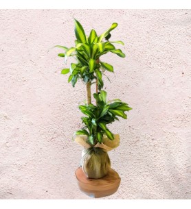 Dracaena Massangeana 2 Stem